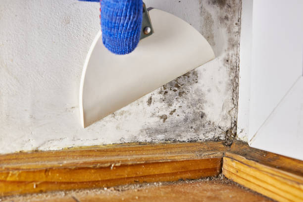 Reliable Wrightsville, AR Mold Removal Solutions